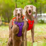 Dog Supplies Accessories Are For Dogs Self Carrying Large Dog Backpacks Portable Pet Dog Backpacks Towing Ropes For Outdoor Use - Image 3