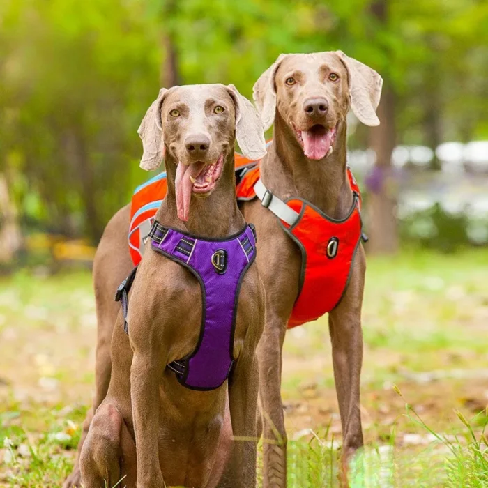 Dog Supplies Accessories Are For Dogs Self Carrying Large Dog Backpacks Portable Pet Dog Backpacks Towing Ropes For Outdoor Use - Image 3