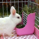 Rabbit Feeder 2-1 Rabbit Food Hay Feeder for Small Pet Guinea Guinea Pigs Hamster Small Animals Feeder Bowls Pet Supplies